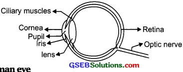 GSEB Solutions Class 10 Science Chapter 11 Human Eye and Colourful